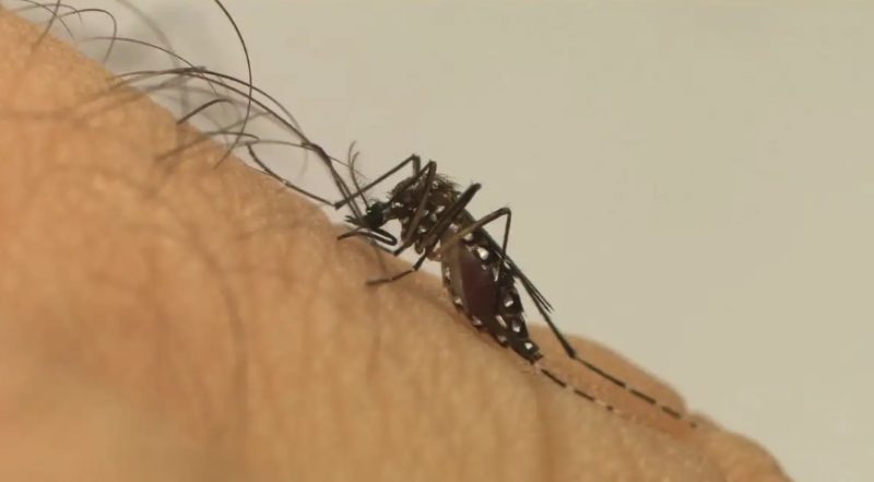 Remédios contraindicados em caso de dengue. Em alguns casos, a automedicação errada pode agravar o quadro de dengue, alertam os especialistas