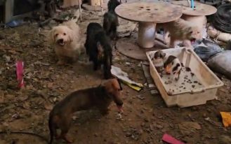 06032026_132521pets1