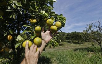 RJ 23-03-2023 - Tanguá Laranja - O doce sabor da Laranja do Estado do Rio. Fotos Luis Alvarenga