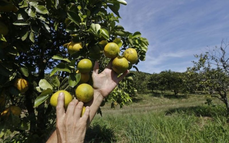 RJ 23-03-2023 - Tanguá Laranja - O doce sabor da Laranja do Estado do Rio. Fotos Luis Alvarenga