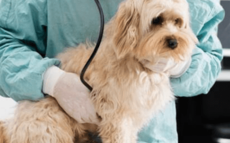 FOTO PARA SITE MODELO (2) FOTO PARA SITE MODELO (2)