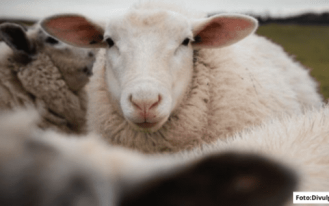 FOTO PARA SITE MODELO (5)