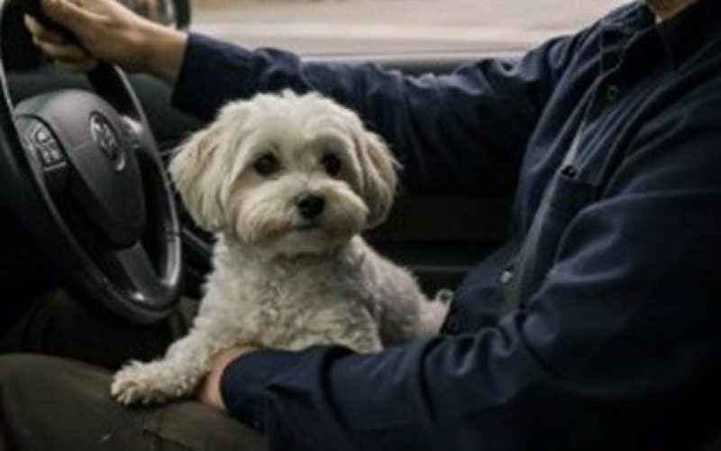 Rio terá campanhapara evitar que motoristas dirijam com pets no colo - Foto: Banco de Imagem