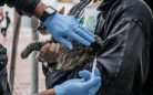 Vacinacao-antirrabica-para-caes-e-gatos-acontece-de-forma-itinerante-ate-dezembro-em-Itaborai