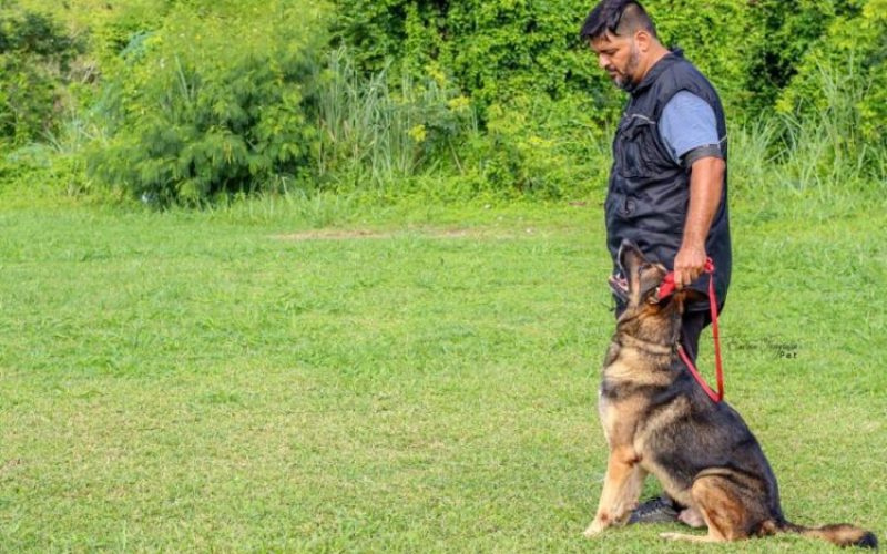 cão cão