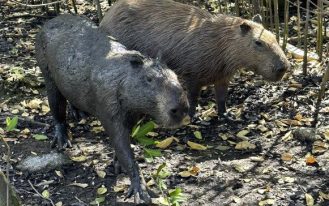 capivara