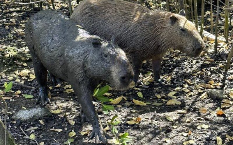 capivara