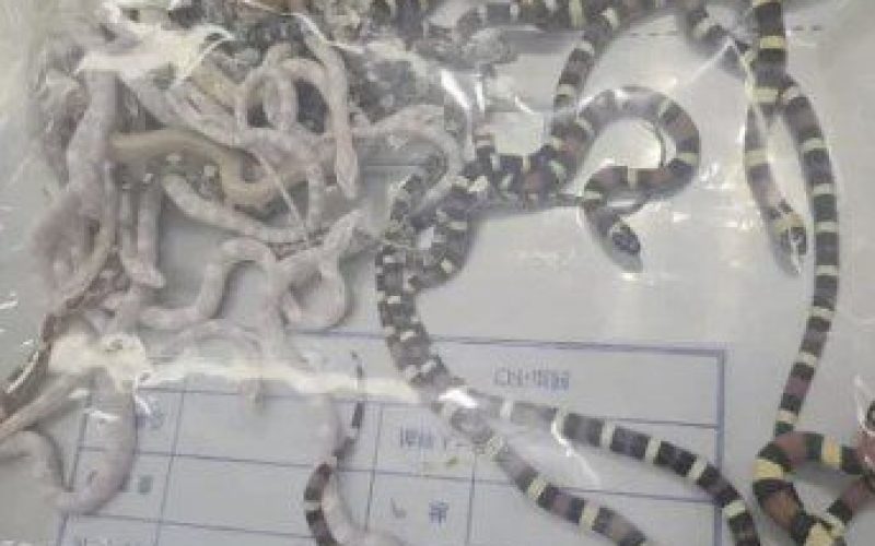 cobra