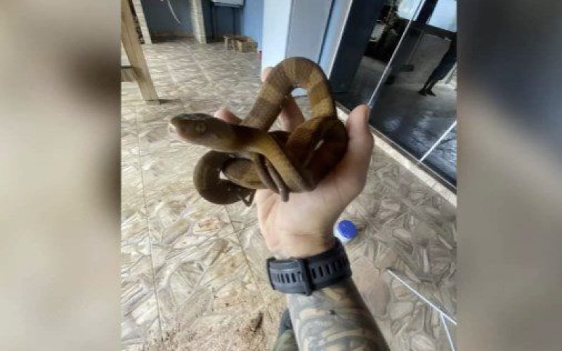 cobra