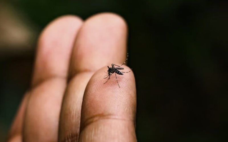 dengue Foto: Divulgação