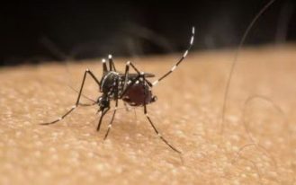 dengue