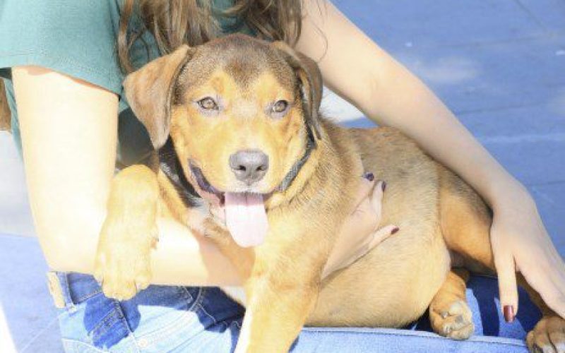 dog Foto: Clarildo Menezes