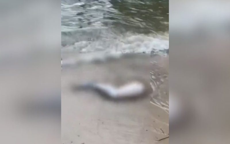 foto destaque site (38)