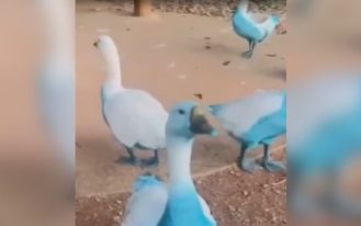 foto destaque site (67)