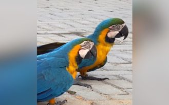 foto destaque site (67)