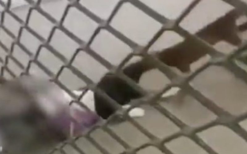 foto destaque site (69)