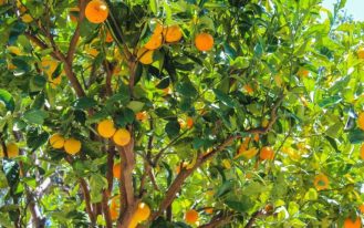 foto destaque site (79)