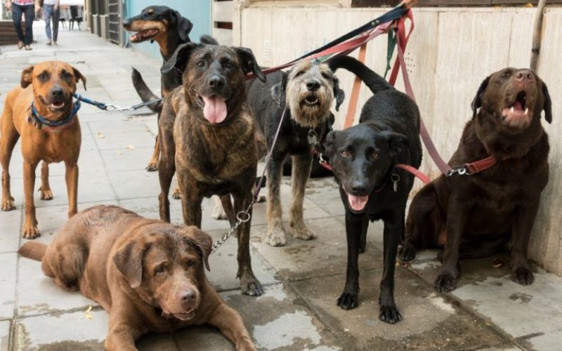 foto destaque site (81)