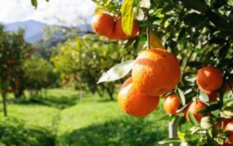 foto destaque site (90)