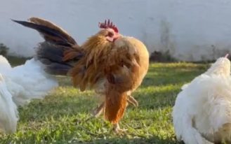 foto destaque site (92)