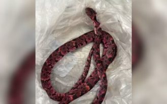 foto destaque site (96)