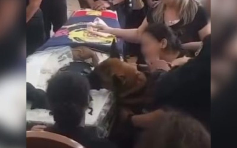 foto destaque site - cachorro