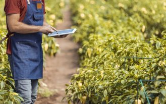 Mature Man Checking Quality Of Organic Organic Pepper