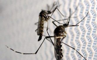 Mosquitos de Aedes aegypti são vistos no laboratório da Oxitec em Campinas